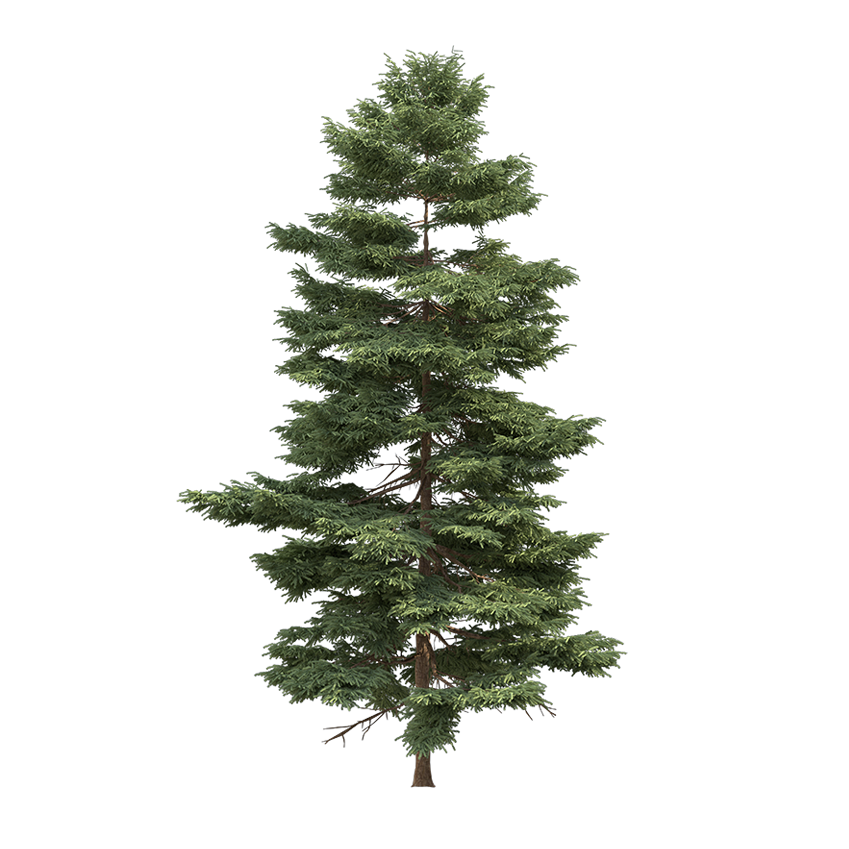 Picea Rubens - Spruce